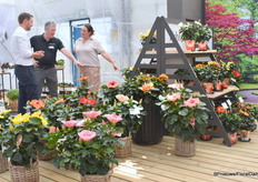 HibisQs van Graff zijn sterk en rechtopstaand. Momenteel hebben ze een groot assortiment dat nog steeds wordt uitgebreid. Ze hebben ook een assortiment met kleinere bloemen met de naam PinoQio(R) (rechts) en breiden dit assortiment ook uit met nieuwe soorten. "Ze hebben veel knoppen en blijven daardoor bloeien."